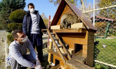 Sokak Hayvanları Büyükşehir’e Emanet