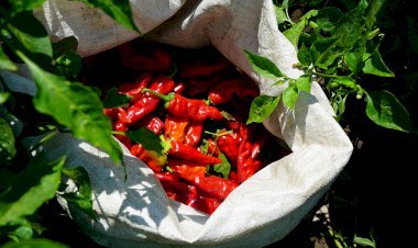 Çiftçi Fide Desteğinden Memnun