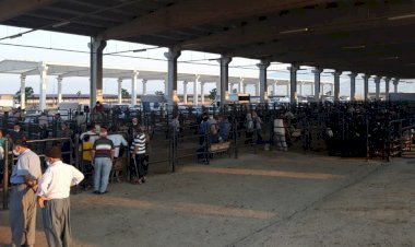 Canlı Hayvan Borsası’nda Padok Kiralama Ücretleri Belirlendi