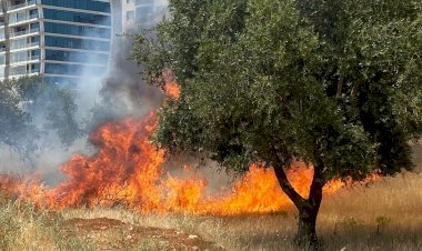 Zeytinlik alanda yangın paniği