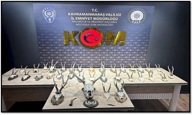 KAHRAMANMARAŞ’TA KARACA VE GEYİK TROFESİ KAÇAKÇILIĞI OPERASYONU